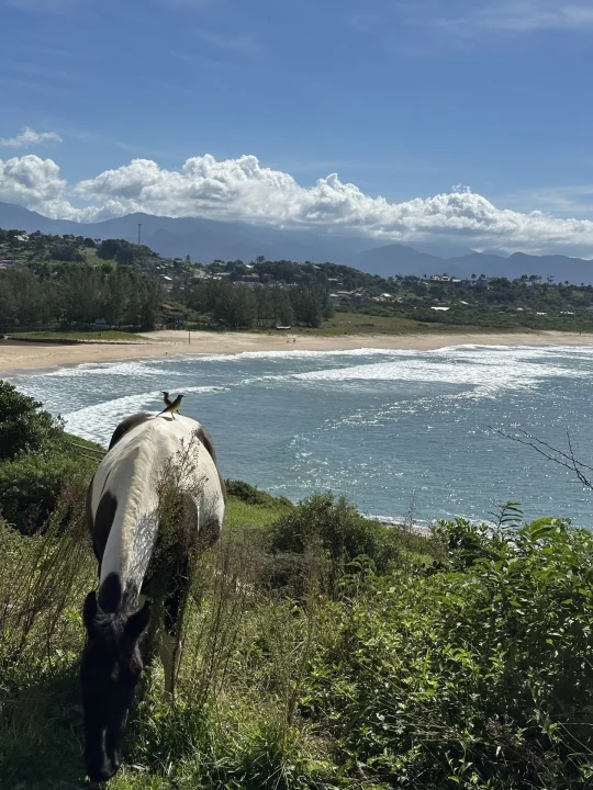 Apartamento à venda no Vista das Baleias, Praia da Gamboa, Garopaba